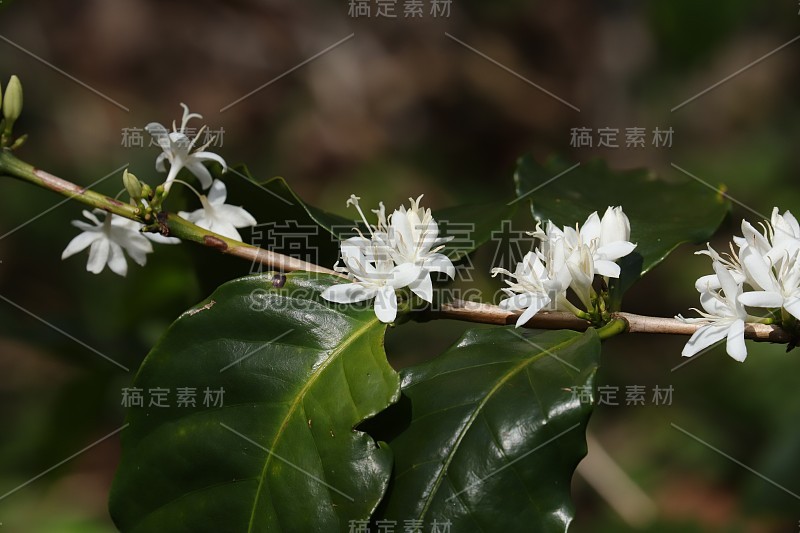 咖啡花，毛里求斯，印度洋，非洲