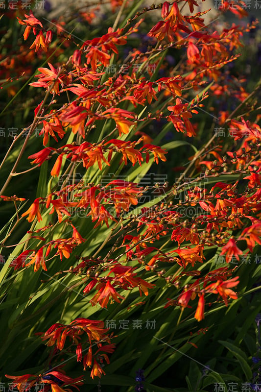 橙色Crocosmia