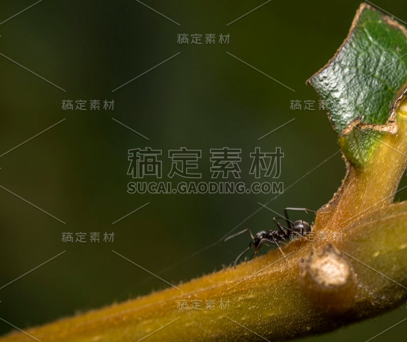 黑蚂蚁在植物的树枝上行走