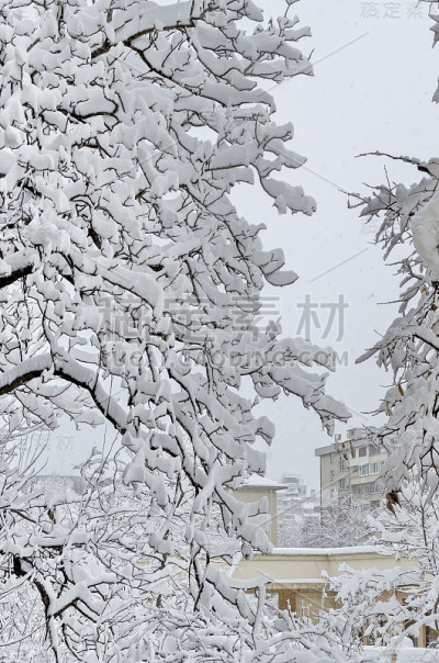 冬天的风景树木被大雪覆盖