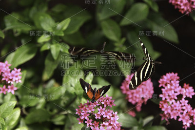 三只蝴蝶