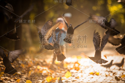 鸽子在公园里飞翔