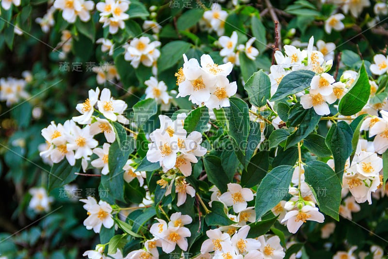 花园里的灌木上开着白色的茉莉花