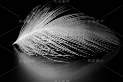 白色的小羽毛