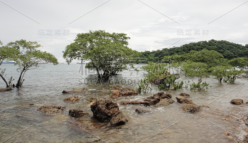 巴拿马的塔波加岛。中美洲自然