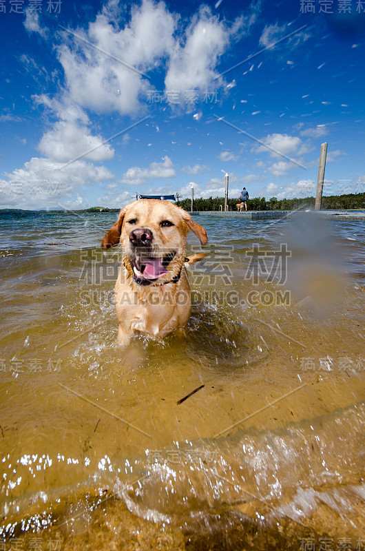 导盲犬的节日