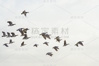 冬天，一群大雁在自然公园的天空中列队飞翔