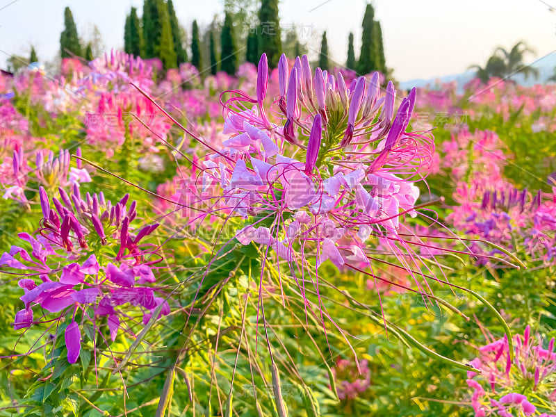 刺梨花与自然背景。