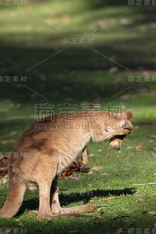 漂亮的脸或鞭尾袋鼠抓耳朵