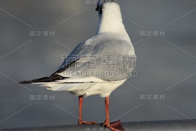 海金