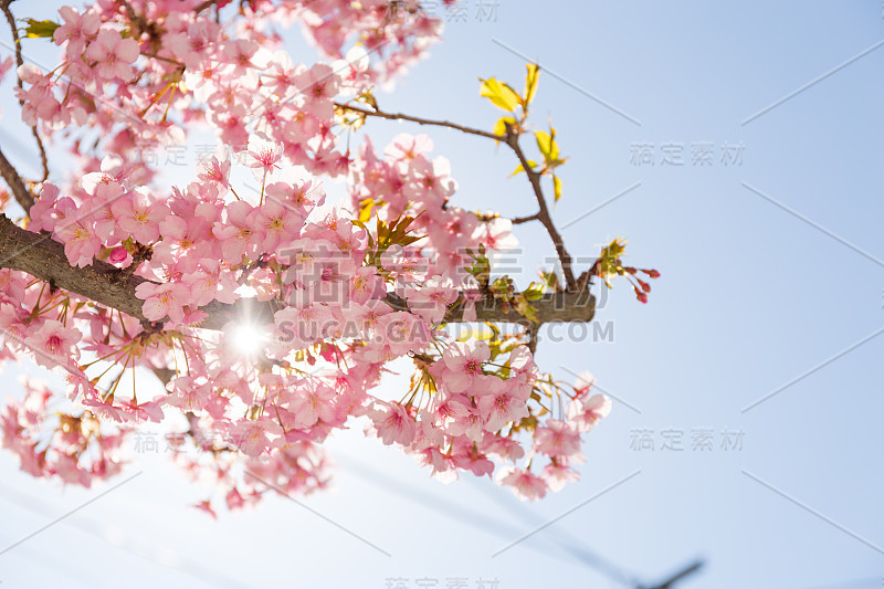 粉红色的樱花枝下的樱花树荫在阳光和蓝天的背景