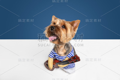 工作室拍摄的约克夏梗狗孤立在白色工作室背景