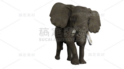 轻微左侧的大象缺少一个牙齿孤立的3d渲染