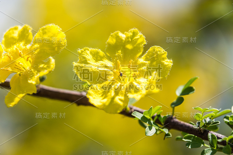 樟树在非洲大草原上开花