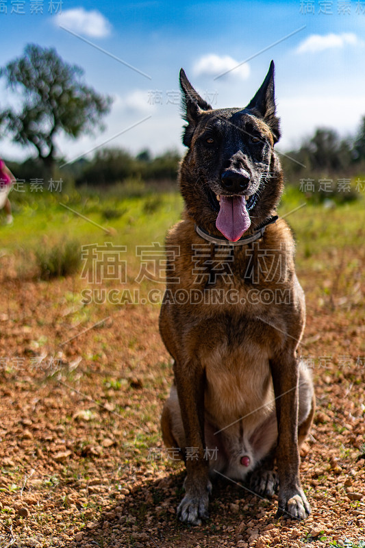 比利时牧羊犬马利诺斯的肖像