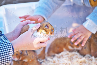 仓鼠