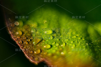 叶子上的露珠。