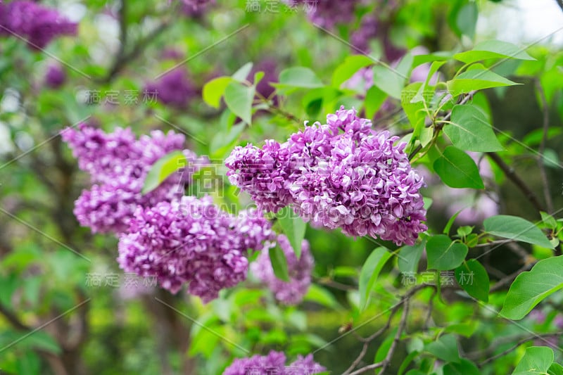 盛开的紫丁香花