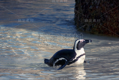 一只在海洋边缘的非洲企鹅