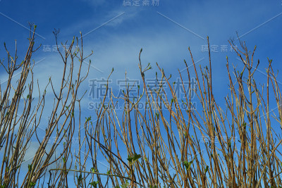 伸向天空的树枝。