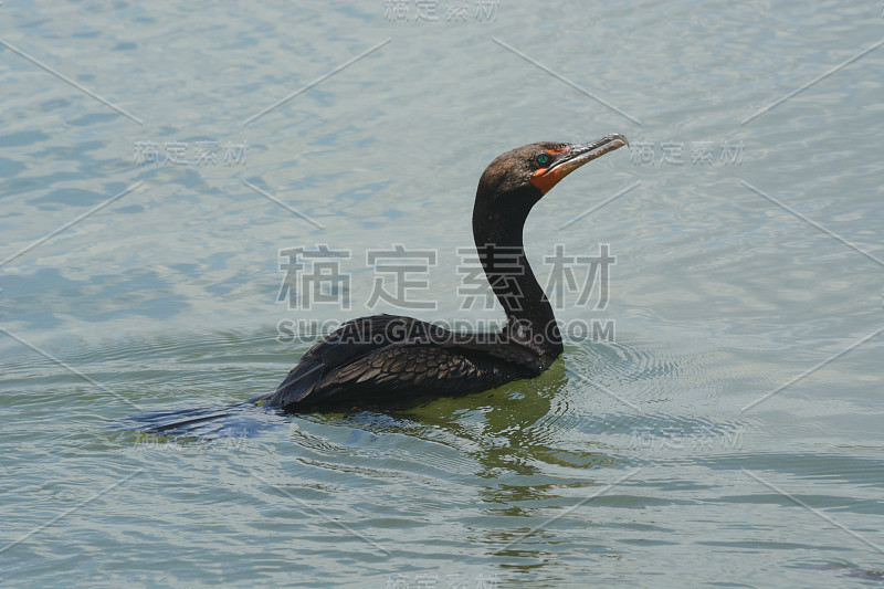 游泳的双冠鸬鹚