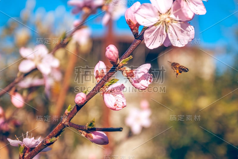 17、早春桃花香，蜂粮甜