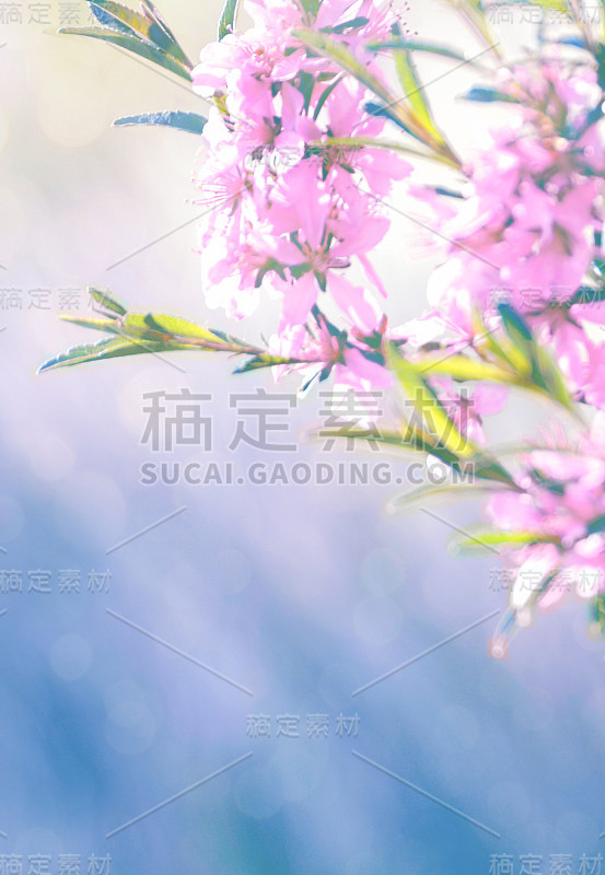 春暖花开，花香背景。花树在柔和的蓝色和粉红色的背景。