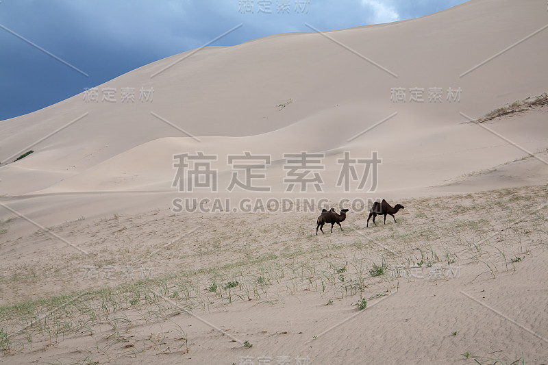 双峰驼，地平线上的沙丘