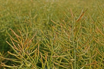 reifender油菜籽