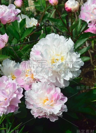 夏天的花。牡丹