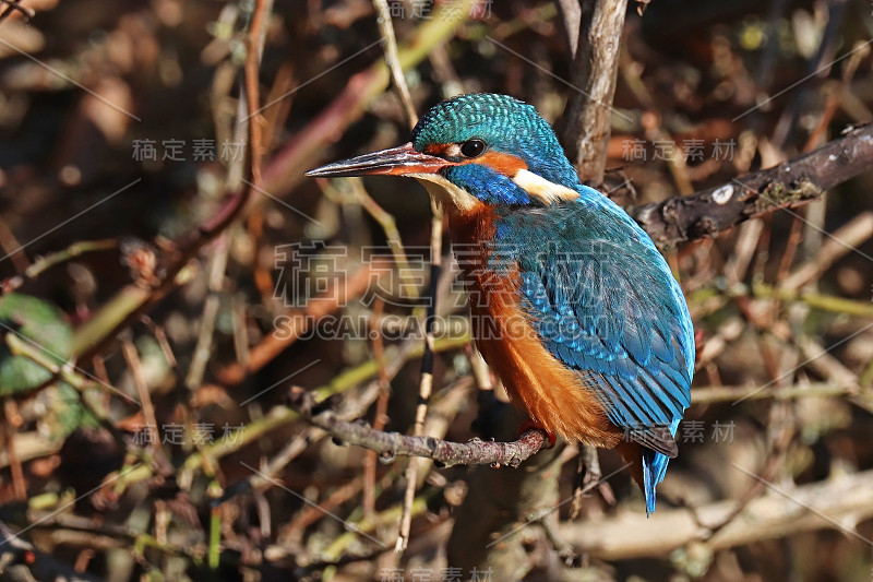 欧洲渔民马丁(Alcedo atthis)。