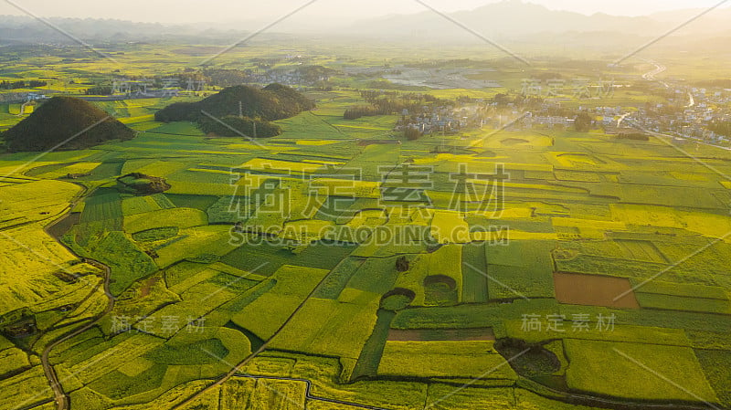 云南曲靖罗平油菜花盛开