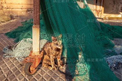 猫在渔网上睡觉