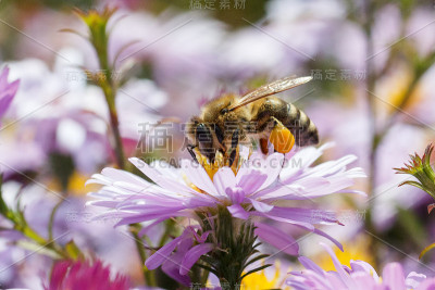 蜜蜂