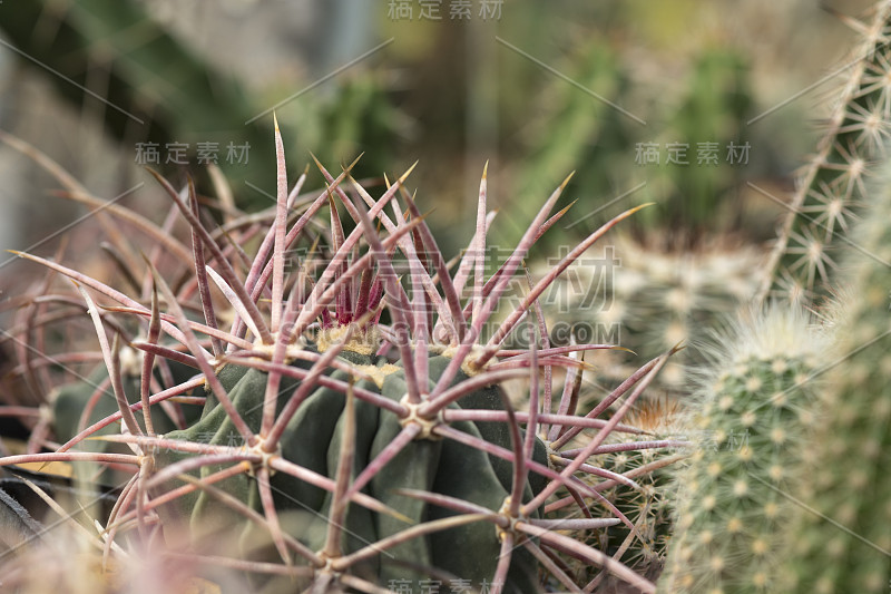 刺仙人掌的大脊椎