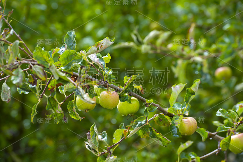 夏天雨后，苹果挂在树上