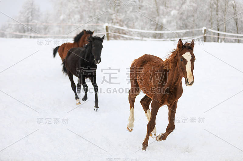 马驹在白雪皑皑的草地上奔驰