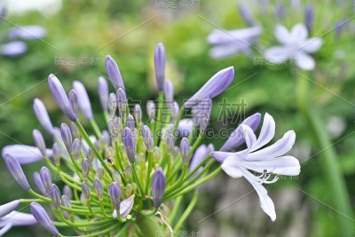 爱情花