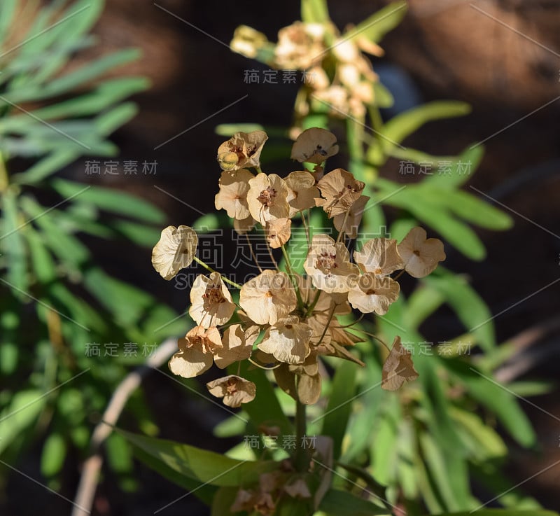 植物的土耳其。克姆地区自然。Calis Tepe(山)小径。小亚细亚特有的松林