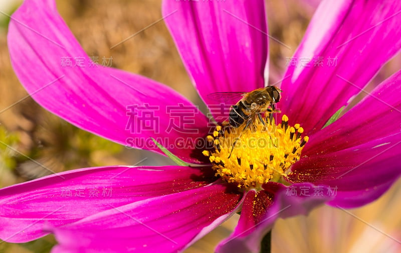 考斯玛花上的蜜蜂