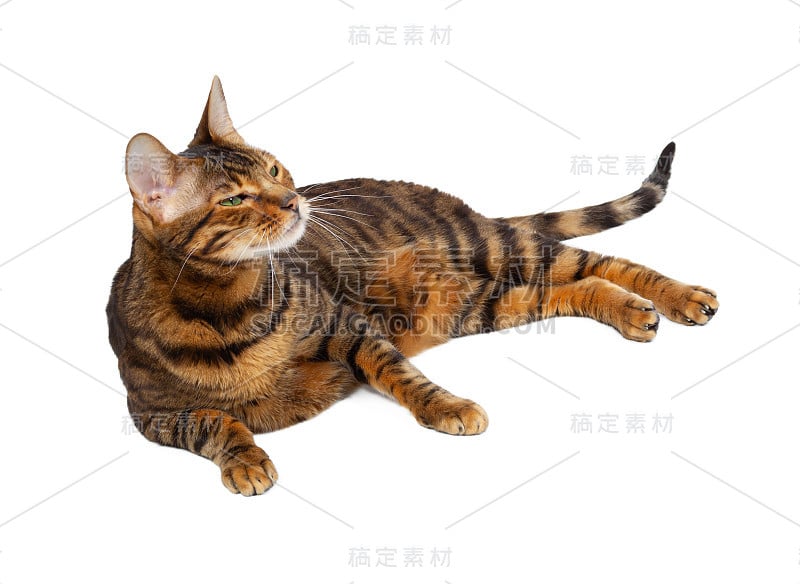 成年玩具猫孤立在白色