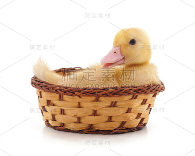 篮子里的小鸭子。