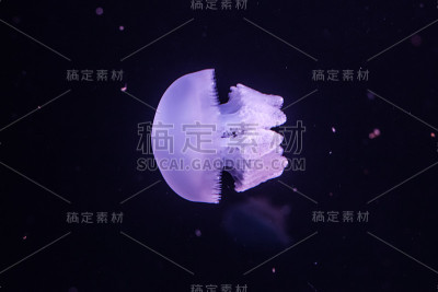 黑色水里的蓝色鲸脂水母。