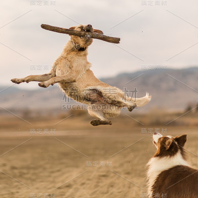 黄色拉布拉多犬为棍子而跳
