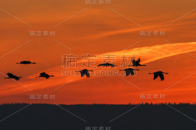 一群鹤在日出中飞翔