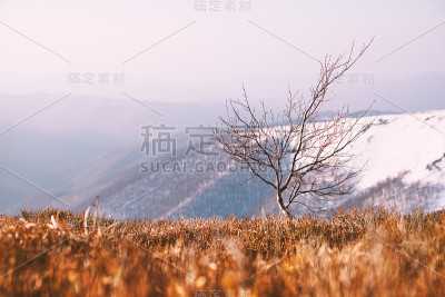 春天雪山红蓝莓