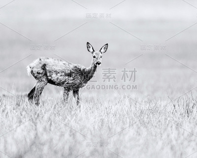 老黑白照片的狍在换毛期间站在地里。警报。