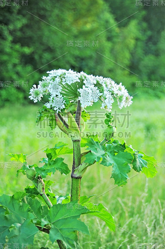 Heracleum (cow-parsnip)工厂