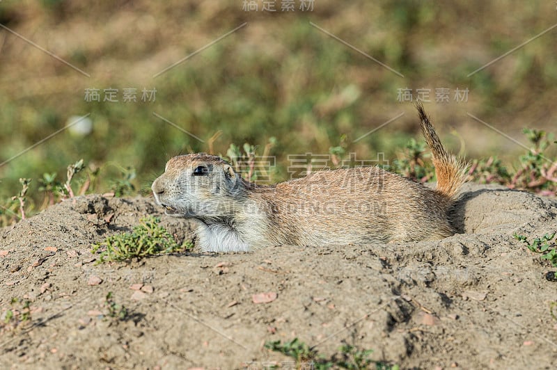 黑尾草原土拨鼠(Cynomys ludovicianus)是土拨鼠科的一种啮齿动物，生活在北美大平原