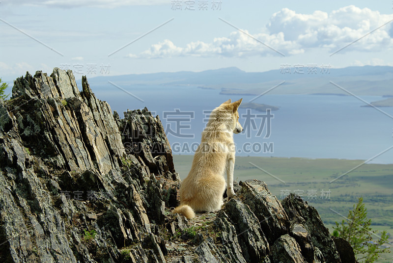 一只白色的红色的狗正望着大山中的云海